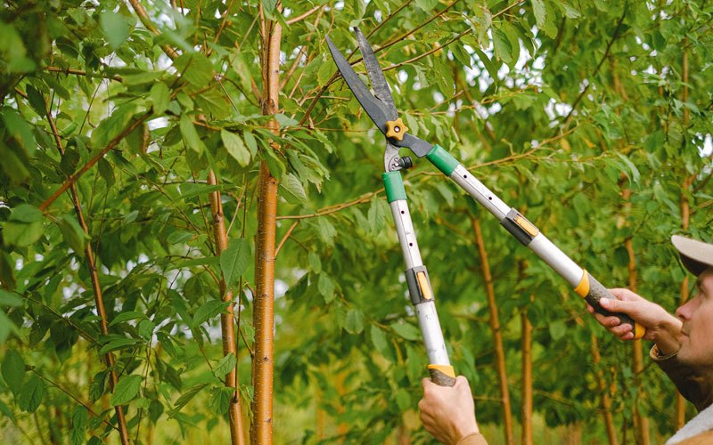 Tree trimming in Alta Vista, IA