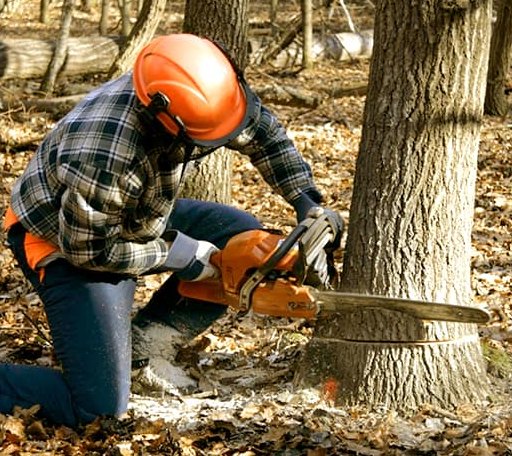 Tree Removal in Alta Vista, IA
